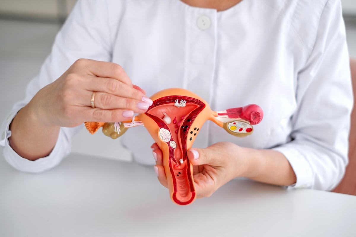 Lekarz chorób wewnętrznych trzyma model anatomiczny układu rozrodczego.