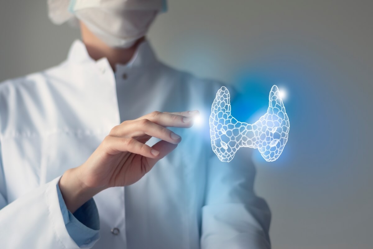 Endokrynolog wskazuje na model tarczycy.
